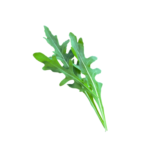 ARUGULA - GROWING