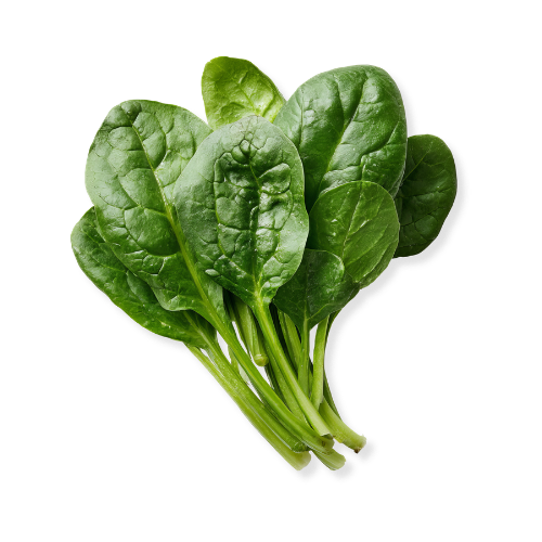 SPINACH - GROWING
