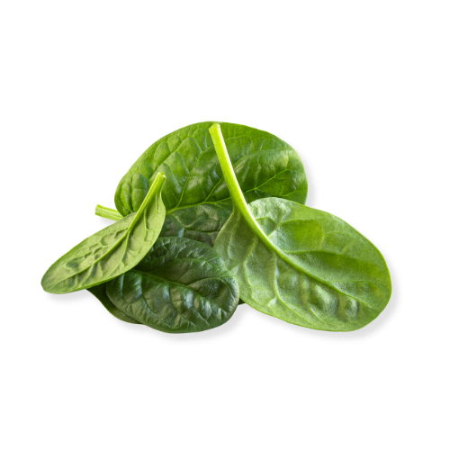 BABY SPINACH - GROWING