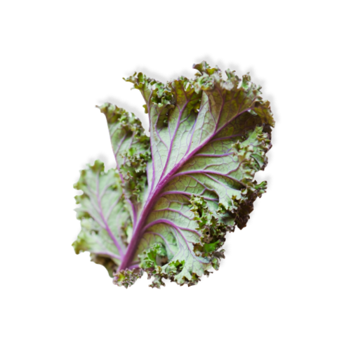 Siberian Kale