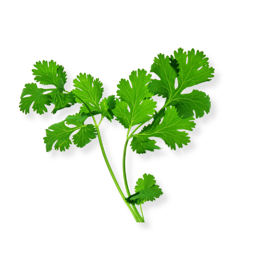 Cilantro